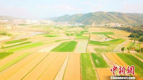 资料图:金色的小麦成熟。 李文 摄 资料图:金色的小麦成熟。 李文 摄