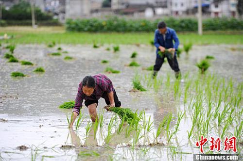 　资料图：村民在田间插秧。<a target='_blank' href='http://www.chinanews.com/'>中新社</a>记者 贺俊怡 摄