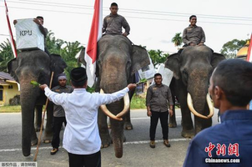 　资料图：印尼大选中，官方用大象运输选票。