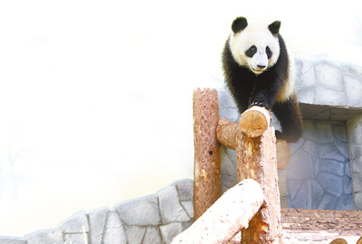 莫斯科动物园内，大熊猫“丁丁”在惬意地玩耍。人民日报记者 白 阳摄
