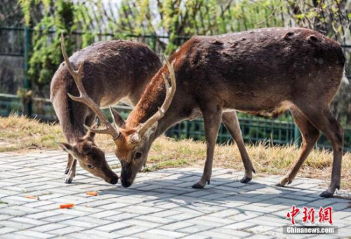 <a target='_blank' href='http://www.chinanews.com/'>中新社</a>发 王晓 摄 <a target='_blank' href='http://www.chinanews.com/'>中新社</a>发 王晓 摄
