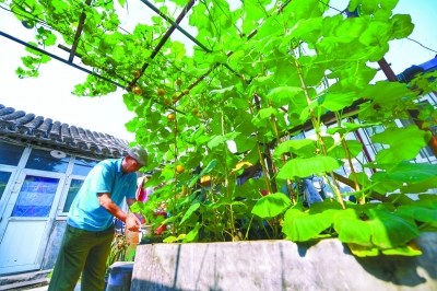 东四花友在打理葫芦架 本报记者 和冠欣摄