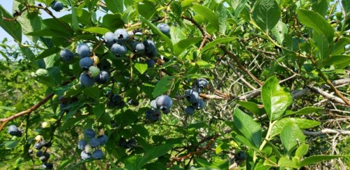 图：儿童乌托邦农场的有机蓝莓肥大甘甜。(《世界日报》记者 唐嘉丽)