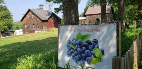图：开放采摘季节，农场外有蓝莓图像标示。(《世界日报》记者 唐嘉丽)