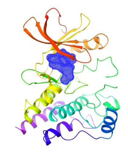 　泽布替尼与BTK蛋白复合物晶体结构示意图。
