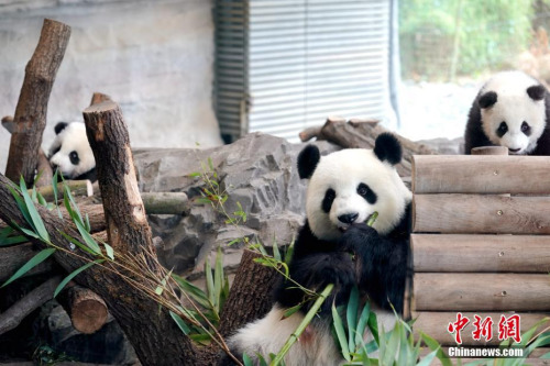 当地时间1月29日，在德国降生的首对大熊猫——双胞胎“梦想”“梦圆”与母亲“梦梦”在体验动物园为它们改建的大熊猫馆亲子乐园。<a target='_blank' href='http://www.chinanews.com/'>中新社</a>记者 彭大伟 摄