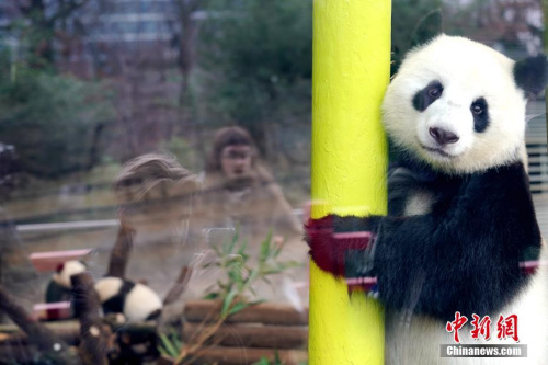 当地时间1月29日,在德国降生的首对大熊猫——双胞胎“梦想”“梦圆”与母亲“梦梦”在体验动物园为它们改建的大熊猫馆亲子乐园。<a target='_blank' href='http://www.chinanews.com/'>中新社</a>记者 彭大伟 摄 当地时间1月29日,在德国降生的首对大熊猫——双胞胎“梦想”“梦圆”与母亲“梦梦”在体验动物园为它们改建的大熊猫馆亲子乐园。<a target='_blank' href='http://www.chinanews.com/'>中新社</a>记者 彭大伟 摄