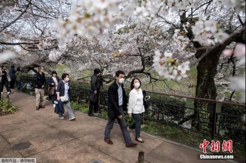 资料图：日本东京上野公园游人戴口罩赏樱花。