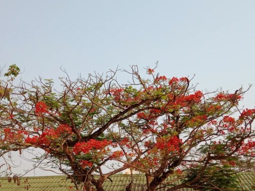 校园里的凤凰花。(作者供图) 校园里的凤凰花。(作者供图)