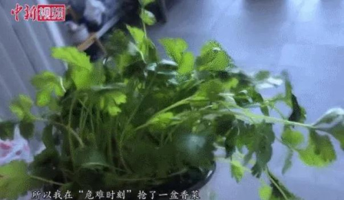 易小婧在花盆中种植的香菜。