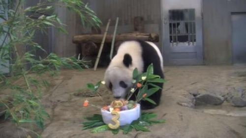 　6月12日，旅日大熊猫“香香”迎来3岁生日，日本东京上野动物园特意为其录制视频，线上庆生。(图片来源：东京上野动物园官网视频截图)