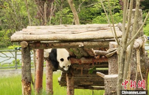 九寨沟熊猫园里的大熊猫。　九寨沟县委宣传部提供 