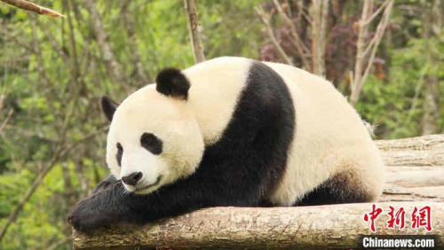 九寨沟熊猫园里的大熊猫。　九寨沟县委宣传部提供 