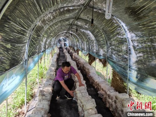 图为刷见草沟村驻村第一书记师占君在大棚内观察蘑菇长势。　李洋 摄