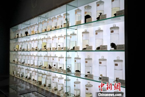 山东邹城蘑菇小镇大束镇展出的各类蘑菇标本。李欣 摄 山东邹城蘑菇小镇大束镇展出的各类蘑菇标本。李欣 摄