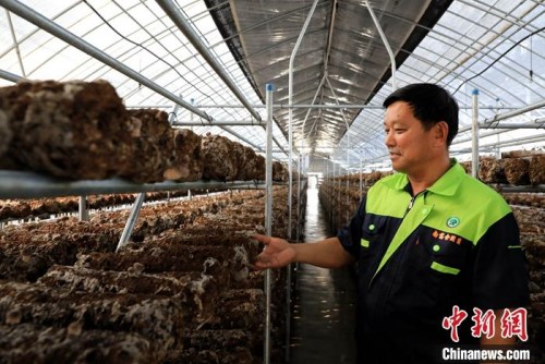 山东省济宁市邹城市大束镇南葛村村支部书记张向德巡棚查看香菇菌棒。李欣 摄 山东省济宁市邹城市大束镇南葛村村支部书记张向德巡棚查看香菇菌棒。李欣 摄