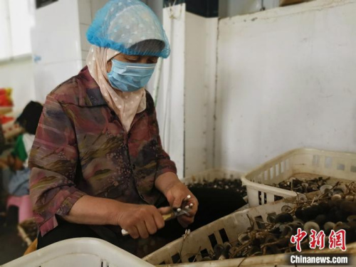 菏泽定陶区南城社区村民正在茗嘉兴合作社削蘑菇根。杨飞 摄 菏泽定陶区南城社区村民正在茗嘉兴合作社削蘑菇根。杨飞 摄