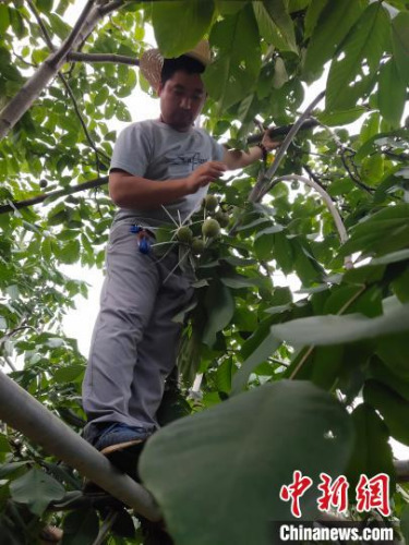 桃农在采摘麻核桃。 于永超 摄 桃农在采摘麻核桃。 于永超 摄