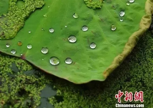 泱波 摄 泱波 摄