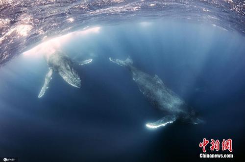 摄影师抓拍印度洋抹香鲸群