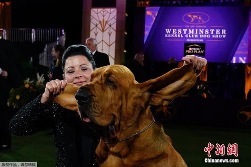 第146届威斯敏斯特犬展 侦探猎犬赢得最佳表演奖