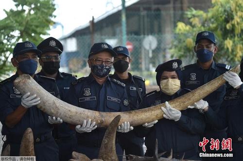 马来西亚史上最大象牙走私案 一颗象牙需要3人托起