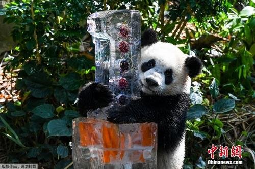 大熊猫“叻叻”庆祝1岁生日 抱住蛋糕不撒爪
