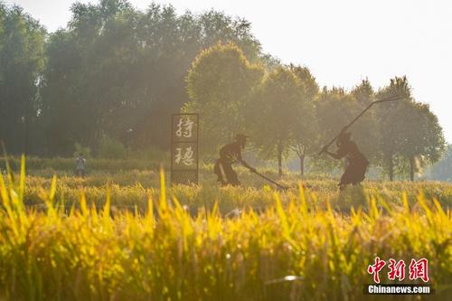 “丰收节”将至 北京公园稻田粒满待收