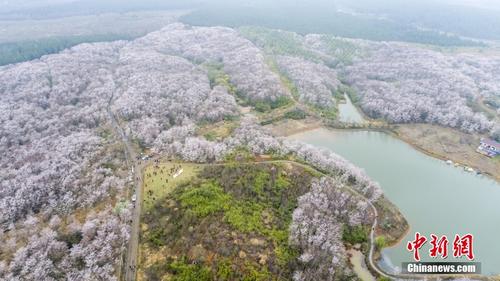 安徽宣城：千亩樱花迎来最佳观赏期