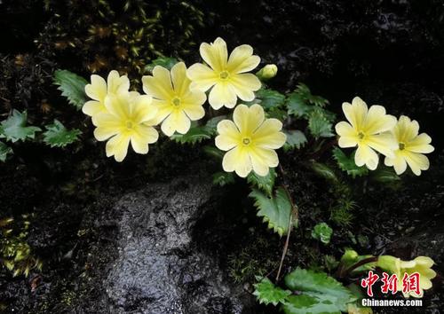 四川卧龙发现并命名5个植物新物种