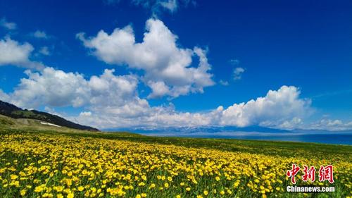 新疆赛里木湖花季到来 花开似锦远山如黛