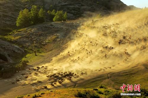 新疆福海：草原牧民夏季转场