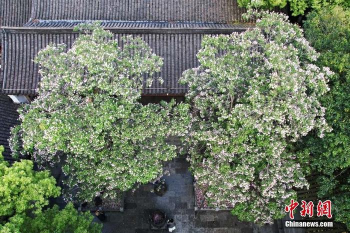 植物“活化石” 杭州530多岁古楸树开花