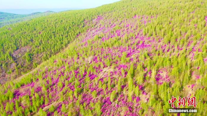 2万亩杜鹃花海绽放大兴安岭