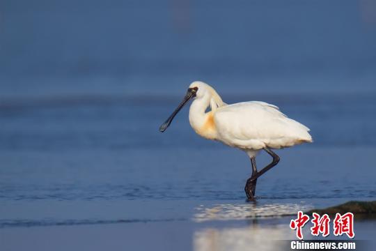 福建“鸟人”赛观鸟：守护湿地相约黑面舞者