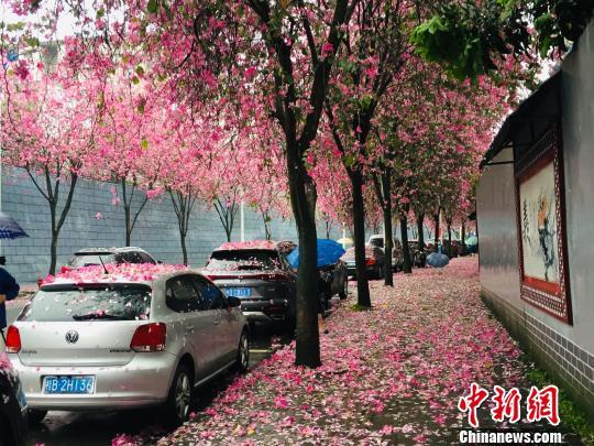 广西柳州缤纷花海成“网红”游客竞赴“紫荆花之约”