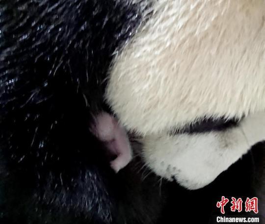 赠台大熊猫“圆圆”在台北动物园顺利产仔(图)