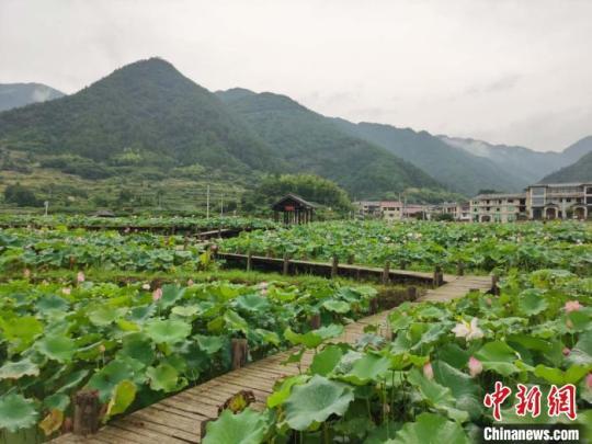 新陶村美丽荷花池 周禹龙 摄