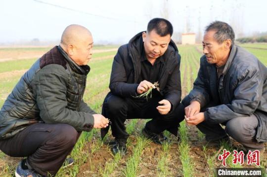 平乡县科协农技人员在寻召乡赵流渠村指导农民小麦冬管。　姚友谅 摄