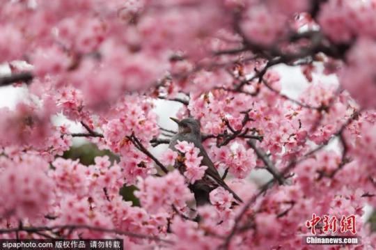 当地时间2月26日，日本东京都世田谷区樱花盛开，市民户外拍照留念。日本气象厅表示，今年3月由于日本各地的气温普遍高于往年，因此将提前打破樱花的休眠状态，促使樱花的花芽快速成长。图片来源：Sipaphoto版权作品 禁止转载