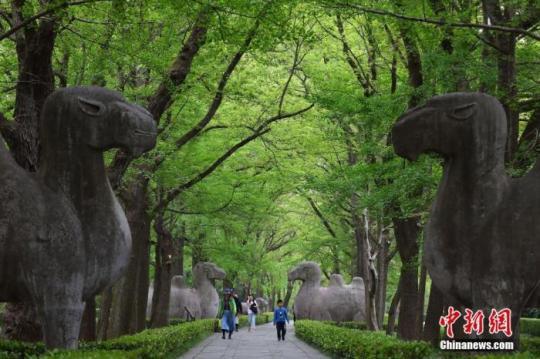 2020年4月22日，游客走在南京紫金山明孝陵石象路上，这一年世界地球日的宣传主题为“珍爱地球 人与自然和谐共生”。 <a target='_blank' href=