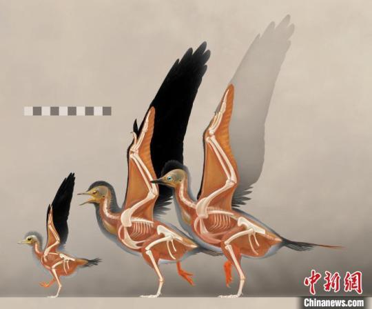 古喙鸟的生长阶段重建 (左侧为本研究的幼年个体)。　研究团队供图 摄