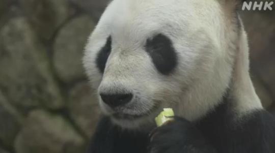 大熊猫“永明”。日本放送协会(NHK)视频截图。