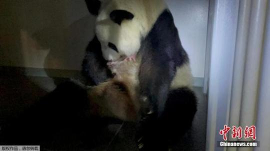 资料图：当地时间6月23日，日本东京都当日宣布，上野动物园雌性大熊猫“真真”产下两只宝宝。这是该园自2017年6月以后，时隔4年再次有大熊猫宝宝诞生。