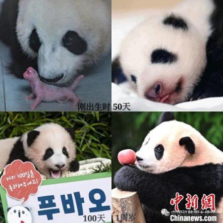 在韩国出生的中国大熊猫福宝。　中国驻韩国大使馆供图