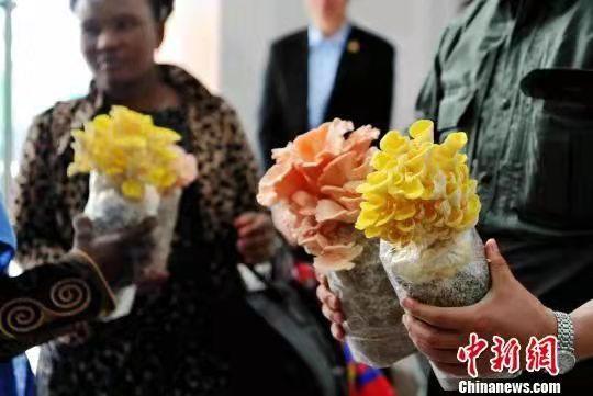 资料图：手拿彩色菌菇的民众如同拿着一枝盛开的花朵。张斌 摄