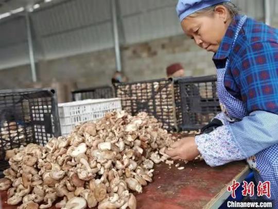 资料图：村民在分拣鲜香菇。周燕玲 摄