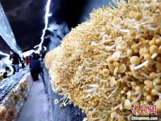 资料图：废弃矿洞里养殖出来的金针菇。胡传林 摄