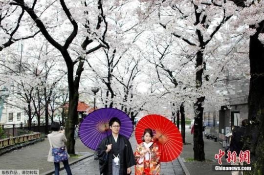 资料图：日本京都樱花盛放，民众身着和服赏樱。