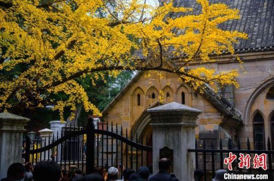 福州石厝教堂外的百年银杏树挂满金黄。　李南轩 摄